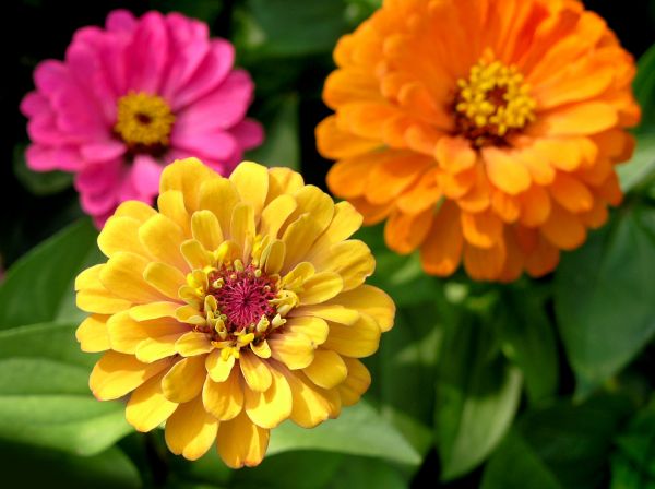 Zinnia Planting in Shelton