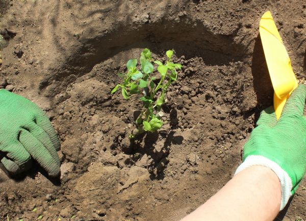 Rose Bush Planting in Shelton
