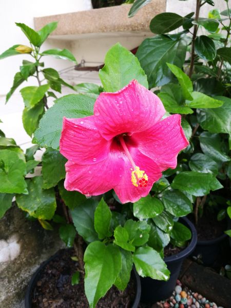 Hibiscus Planting in Shelton