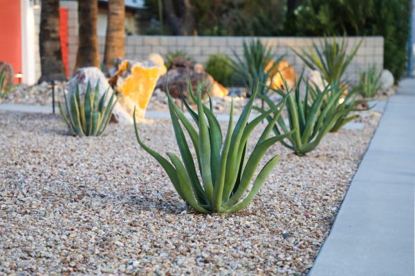 Drought Resistant Landscaping in Shelton