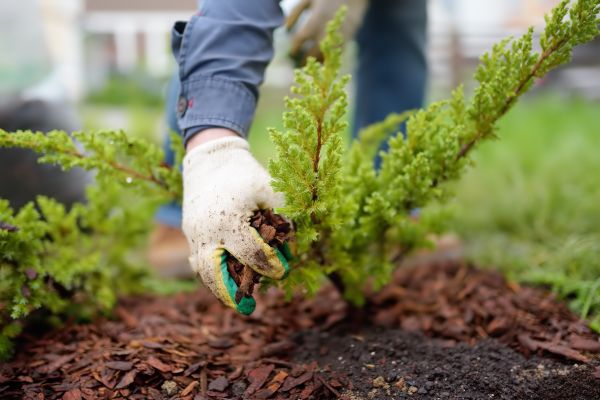 Church Mulching in Shelton