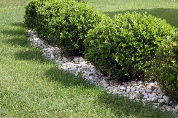 Boxwood Planting in Shelton