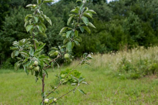 Apple Tree Planting in Shelton