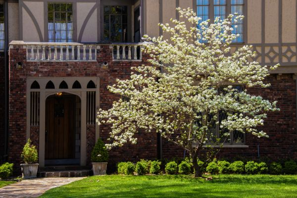 Dogwood Tree Planting in Shelton