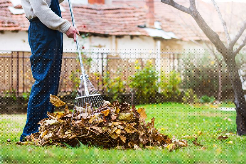Leaf Raking in Progress