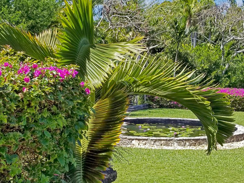 Palm Tree Landscaping