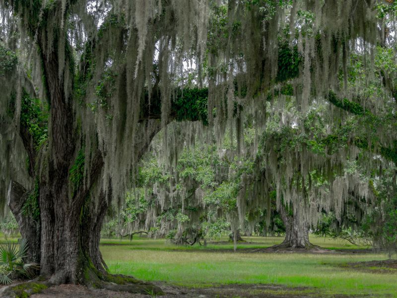 Spanish Moss Treatment